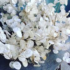 Dollar Flower Seeds for Planting – Heirloom, Non-GMO Compact Growth, High Germination Seeds