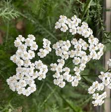 Achillea White Flower Seeds for Planting – Organic, Heirloom, Non-GMO, High Germination Garden Seeds