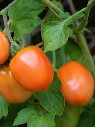 Tomato Vegetable Seeds for Planting – Heirloom Non-GMO Deep Orange Variety – High Germination Organic Garden Seeds