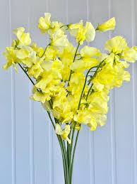 Yellow Sweet Pea Flower Seeds for Planting – Heirloom Non-GMO Organic Garden Seeds – Vibrant Blooms, High Germination