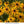 Yellow Fulgida Perennial Flower Seeds for Planting – Seasonal Bloomer, Heirloom, Non-GMO & Organic Garden Seeds