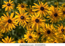 Yellow Fulgida Perennial Flower Seeds for Planting – Seasonal Bloomer, Heirloom, Non-GMO & Organic Garden Seeds