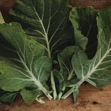 Green Georgia Collard flower seeds for planting - Heirloom & Non-GMO Garden Seeds