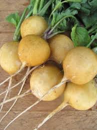 Radish Zlata Seeds for Planting – Heirloom, Non-GMO, 100 Pcs – Yellow Mild-Flavor Roots for Organic Gardens