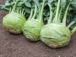 Glass Bowl Superschmelz Seeds for Planting – Organic Heirloom Non-GMO High Germination Vegetable Seeds for Stews