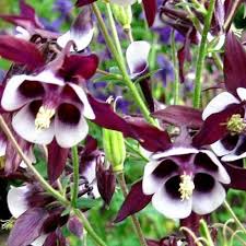 Violet White Columbine William Flower seeds for Planting - Sun Loving, Heirloom & GMO Free Seeds for Home Garden