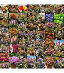 Mixed Wax Flower Seeds for Planting – Seasonal Bloomer Heirloom, Non-GMO, High Germination Organic Garden Seeds