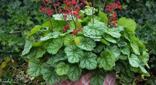 Heuchera Flower Seeds for Planting – Versatile Foliage Superstars, Drought Tolerant, Heirloom, Non-GMO