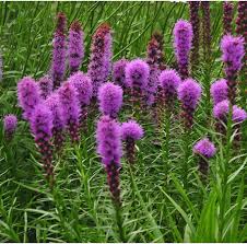 Pink Liatris Spicata Flower Seeds for Planting – Heirloom, Non-GMO, Perfect for Borders Organic Garden Seeds