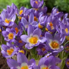 Blue Yellow Crocus Flower Seeds for Planting – Heirloom, Non-GMO, High Germination Organic Garden Seeds