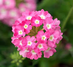 Baby Pink Verbena Flower Seeds for Planting – Heirloom, Non-GMO, High Germination Organic Garden Seeds