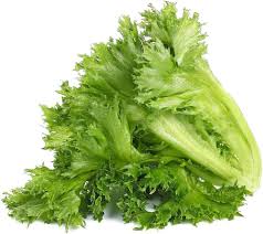 Lettuce Iceberg Seeds for Planting – Crisp Head, High Yield, Cool Season Vegetable