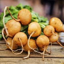 Radish Zlata Seeds for Planting – Heirloom, Non-GMO, 100 Pcs – Yellow Mild-Flavor Roots for Organic Gardens