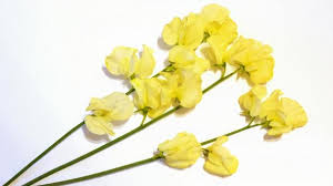 Yellow Sweet Pea Flower Seeds for Planting – Heirloom Non-GMO Organic Garden Seeds – Vibrant Blooms, High Germination