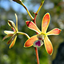 Butterfly Orchid Flower Seeds for Planting - Shade Tolerant, Heirloom & Non-GMO Organic Garden Seeds - High Germination