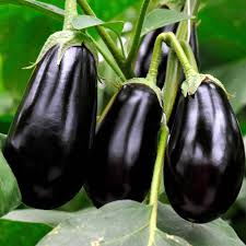 Floriculture Greens 'Big Gajraj' Eggplant Seeds for Planting - Heirloom Non-GMO Organic Garden Seeds, High Germination, Bold Yield