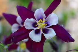 Violet White Columbine William Flower seeds for Planting - Sun Loving, Heirloom & GMO Free Seeds for Home Garden