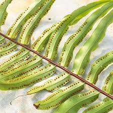 Fern flower seeds for planting - Heirloom & Non-GMO Garden Seeds