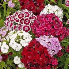 Mixed Dianthus Flower Seeds for Planting