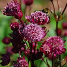 Astrantia Major Flower Seeds for Planting – Heirloom, Non-GMO, Compact Growth Organic Garden Seeds