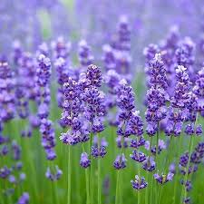 Flower Seeds, Seeds,Seeds For Planting,Plant Seeds