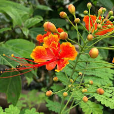 Caesalpinia Pulcherrima Flower Seeds for Planting – Drought Tolerant, Heirloom, Non-GMO, High Germination Garden Seeds
