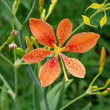 Blackberry Lilly Flower Seeds for Planting – Premium Heirloom, Non-GMO, High Germination Garden Seeds