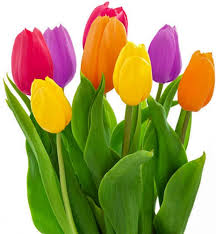 Tulip Flower Seeds for Planting – Low Maintenance Heirloom Non-GMO Organic Garden Seeds