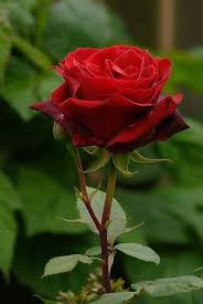 Hybrid Rose Flower Seeds for Planting – Sun Loving, Heirloom, GMO Free Organic Garden Seeds