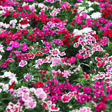 Mixed Dianthus Flower Seeds for Planting