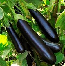 Black Eggplant Seeds for Planting - Heirloom Non-GMO Organic Garden Seeds, High Germination, Glossy Rich-Tasting Variety