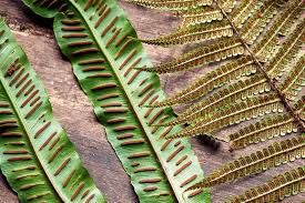 Fern flower seeds for planting - Heirloom & Non-GMO Garden Seeds