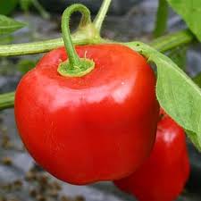Rocoto Manzano flower seeds for planting - Heirloom & Non-GMO Garden Seeds