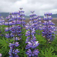 Lavender Arroyo Lupine Flower seeds for Planting - Compact Growth, Heirloom & GMO Free Seeds for Home Garden