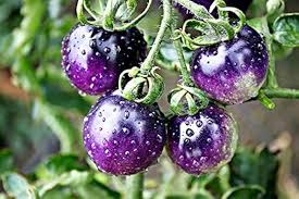 Indigo Rose Tomato Vegetable Seeds for Planting – Heirloom Non-GMO Black Variety –  High Germination, Antioxidant-Rich