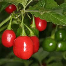 Aji Cochabamba Chili Seeds for Planting – Heirloom, Non-GMO, 100 Pcs – Flavorful Heat for Sauces & Organic Gardens
