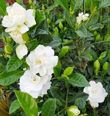 Gardenia Jasminoides Flower Seeds for Planting – Heirloom, Non-GMO, High Germination Organic Garden Seeds