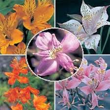 Alstroemeria Aurantiaca Flower Seeds for Planting – Garden Favorite Heirloom Non-GMO High Germination Organic Garden Seeds