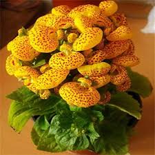 Calceolaria Flower Seeds for Planting - Cut Flower Favorite, Heirloom, Non-GMO, High Germination Organic Garden Seeds