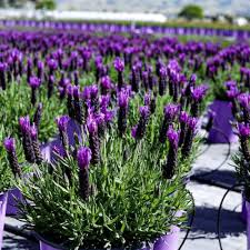 Purple Lavender Flower Seeds for Planting – Heirloom, Non-GMO, High Germination Garden Seeds