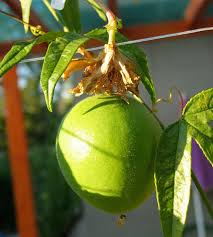 Passiflora Incarnata Orange Fruit Seeds for Planting – Heirloom, Non-GMO Seeds for Juicing
