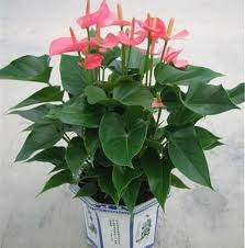 Baby Pink Anthurium Flower Seeds for Planting | Heirloom Non-GMO Organic Garden Seeds, Compact Growth, High Germination