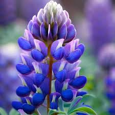 Lavender Arroyo Lupine Flower seeds for Planting - Compact Growth, Heirloom & GMO Free Seeds for Home Garden