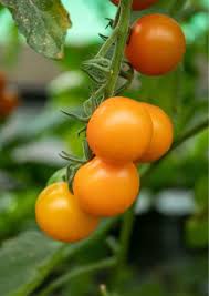 Orange Green Tomato flower seeds for planting - Heirloom &amp; Non-GMO Garden Seeds
