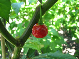 Scotch Bonnet Pepper Seeds for Planting