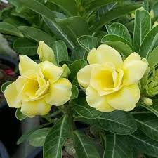 Light Yellow Adenium Obesum Flower Seeds for Planting - Heirloom, Non-GMO, Organic Garden Seeds for Home Garden