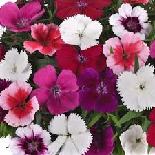 Mixed Dianthus Flower Seeds for Planting