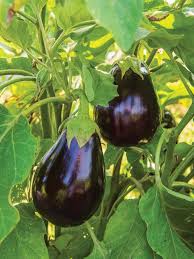 Floriculture Greens 'Big Gajraj' Eggplant Seeds for Planting - Heirloom Non-GMO Organic Garden Seeds, High Germination, Bold Yield