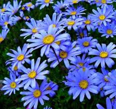 Blue Felicia Amelloides Flower Seeds for Planting | Heirloom Non-GMO Seeds, High Germination