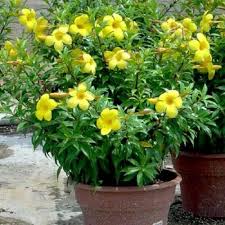 Heirloom Allamanda Flower Seeds for Planting – Non-GMO, Sun Loving Organic Garden Seeds